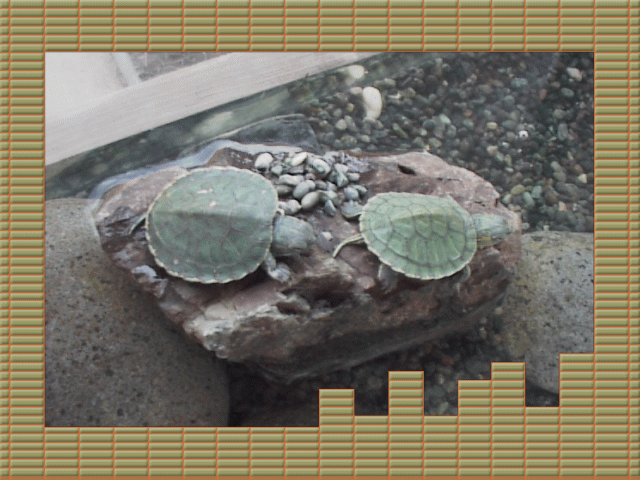 �t���[��